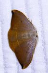 Watsonalla uncinula