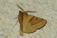 Crocallis elinguaria