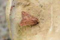 Mythimna albipuncta