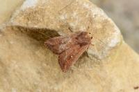 Mythimna albipuncta