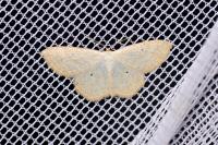 Scopula immutata