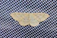 Idaea straminata