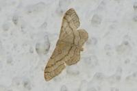 Idaea aversata