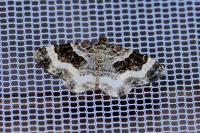 Epirrhoe rivata