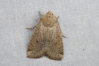 Conistra intricata
