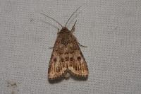 Spodoptera cilium