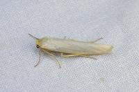 Eilema caniola
