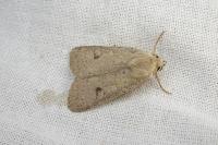 Xestia castanea