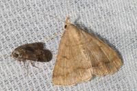 Zanclognatha lunalis