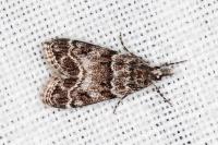 Eudonia mercurella
