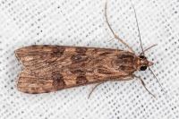 Nomophila noctuella