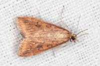 Udea ferrugalis