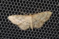 Idaea moniliata