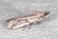 Ephestia mistralella