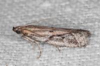 Ephestia mistralella
