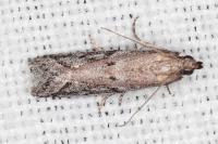 Ephestia mistralella