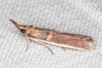 Etiella zinckenella