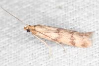 Homoeosoma sinuella