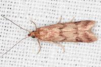 Homoeosoma sinuella