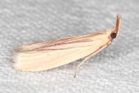 Hypsotropa gallohispanicella