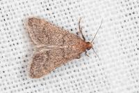 Bostra obsoletalis