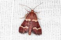 Stemmatophora combustalis