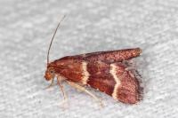 Stemmatophora combustalis