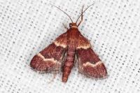 Stemmatophora combustalis