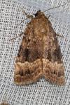 Amphipyra pyramidea/Amphipyra berbera