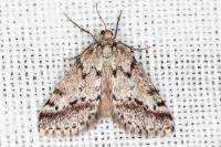 Eumannia oranaria