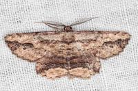Menophra abruptaria