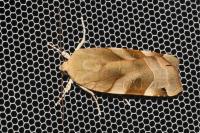 Noctua fimbriata