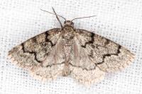 Tephronia sepiaria