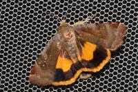Noctua janthe