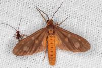 Dysauxes famula