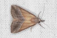 Hypena lividalis
