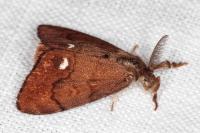 Orgyia antiqua