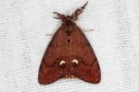 Orgyia antiqua