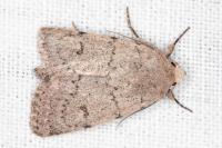 Caradrina aspersa