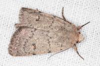 Caradrina aspersa