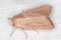 Mythimna sicula