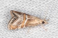 Euchromius anapiellus