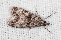 Eudonia mercurella