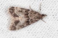 Eudonia mercurella