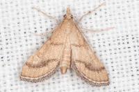 Metasia ibericalis