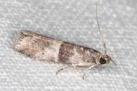 Elegia atrifasciella