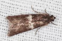 Elegia similella