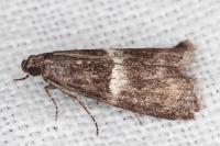 Elegia similella