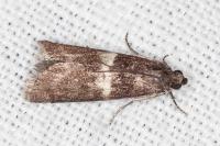 Elegia similella