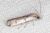 Phycitodes binaevella